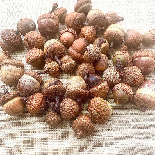 Variety of acorns and caps.  Unglued natural acorns and caps. Thanksgiving cooking, Autumn decoration, Squirrel Food. CVAG