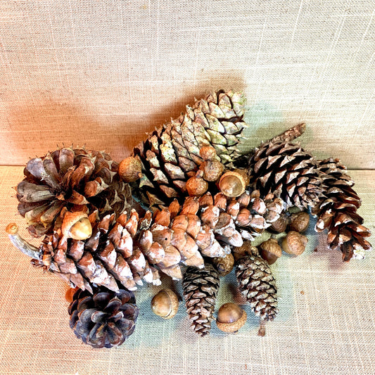 Natural Fall decor.  Acorn and Pine Cone Mix. Pumpkin potpourri. Autumn Decoration. Thanksgiving Display. Rustic Centerpiece. CVAG